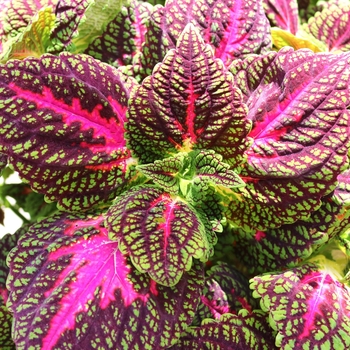 Main Street 'La Rambla' -coleus 