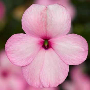 Imara™ 'XDR Pink' -Impatiens walleriana