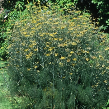 Common Fennel -Foeniculum vulgare