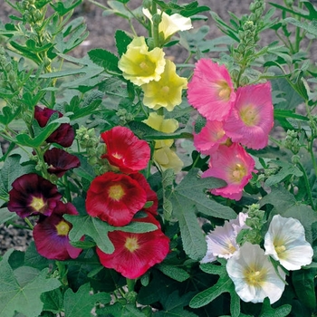 'Las Vegas' Hollyhock -Alcea ficifolia