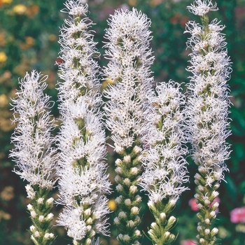 'Alba' Gayfeather -Liatris spicata