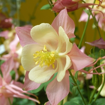 Swan 'Pink & Yellow' -Aquilegia (Columbine)