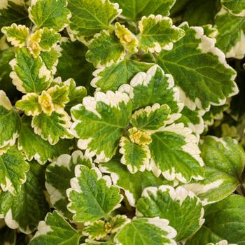 'Variegata' Swedish Ivy -Plectranthus coleoides