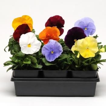 Spring Matrix™ Clear Mix -Viola x wittrockiana (Pansy)