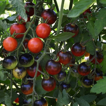 'Midnight Snack' Cherry Tomato -Lycopersicon esculentum