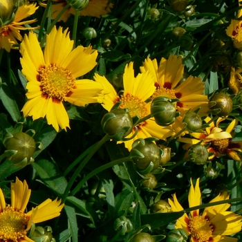 'Baby Sun' Tickseed -Coreopsis grandiflora