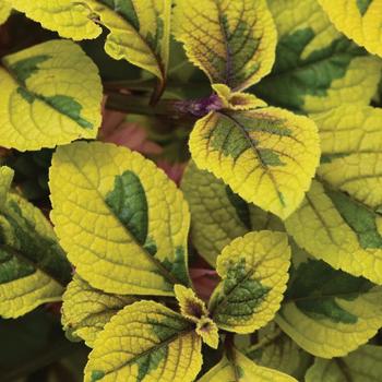 FanciFillers™ 'Guacamole' -Plectranthus 