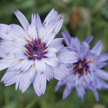 Cupid's Dart -Catananche caerulea