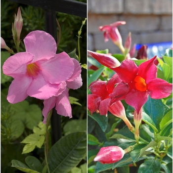 'Multiple Varieties' -Mandevilla sanderi