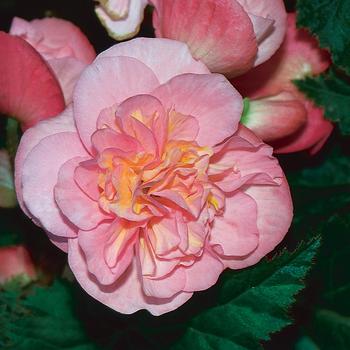 Nonstop® 'Pink' -Begonia x tuberhybrida (Tuberous Begonia)