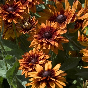 Black Eyed Susan -Rudbeckia hirta