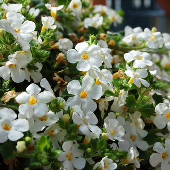 ''Bahia White'' Bacopa -Sutera 