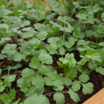 'Santo' Cilantro -Coriandrum sativum