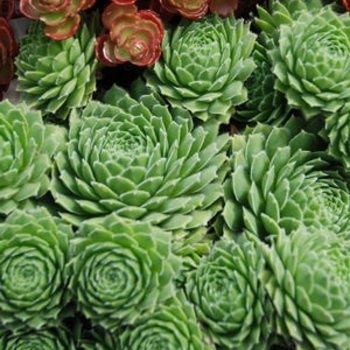 'Braunii' Hen and Chicks -Sempervivum 