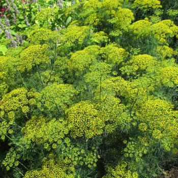 'Fernleaf' Dill -Anethum graveolens