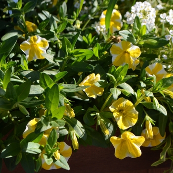 Superbells® 'Lemon Slice' -Calibrachoa 