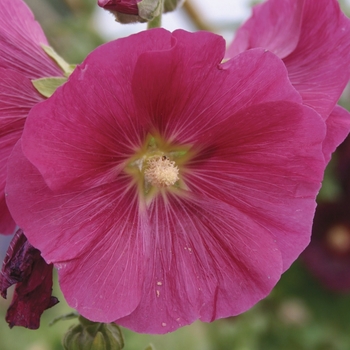 'Indian Spring' Hollyhock -Alcea rosea