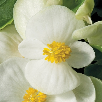 Bada Bing® 'White' -Begonia semperflorens