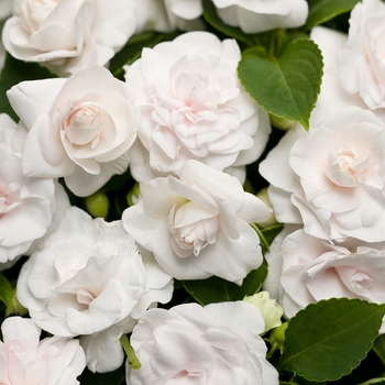 Rockapulco® 'White' -Impatiens walleriana (Double Impatiens)