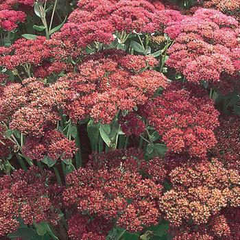 'Autumn Joy' Stonecrop -Sedum spectabile