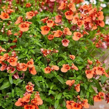 'My Darling Tangerine' -Diascia 