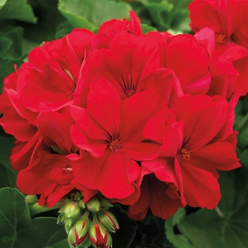 Interspecific Geranium -Pelargonium 