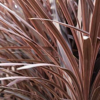 'Red Star' -Cordyline australis