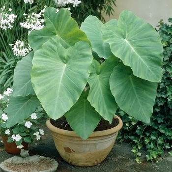 'Multiple Varieties' Elephant Ears -Alocasia 