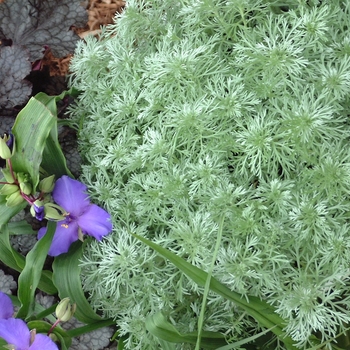 'Silver Mound' Wormwood -Artemisia schmidtiana