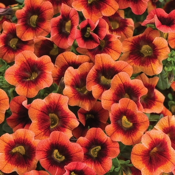 Superbells® 'Tangerine Punch™' -Calibrachoa 