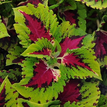 Kong® 'Rose' -coleus scutellarioides